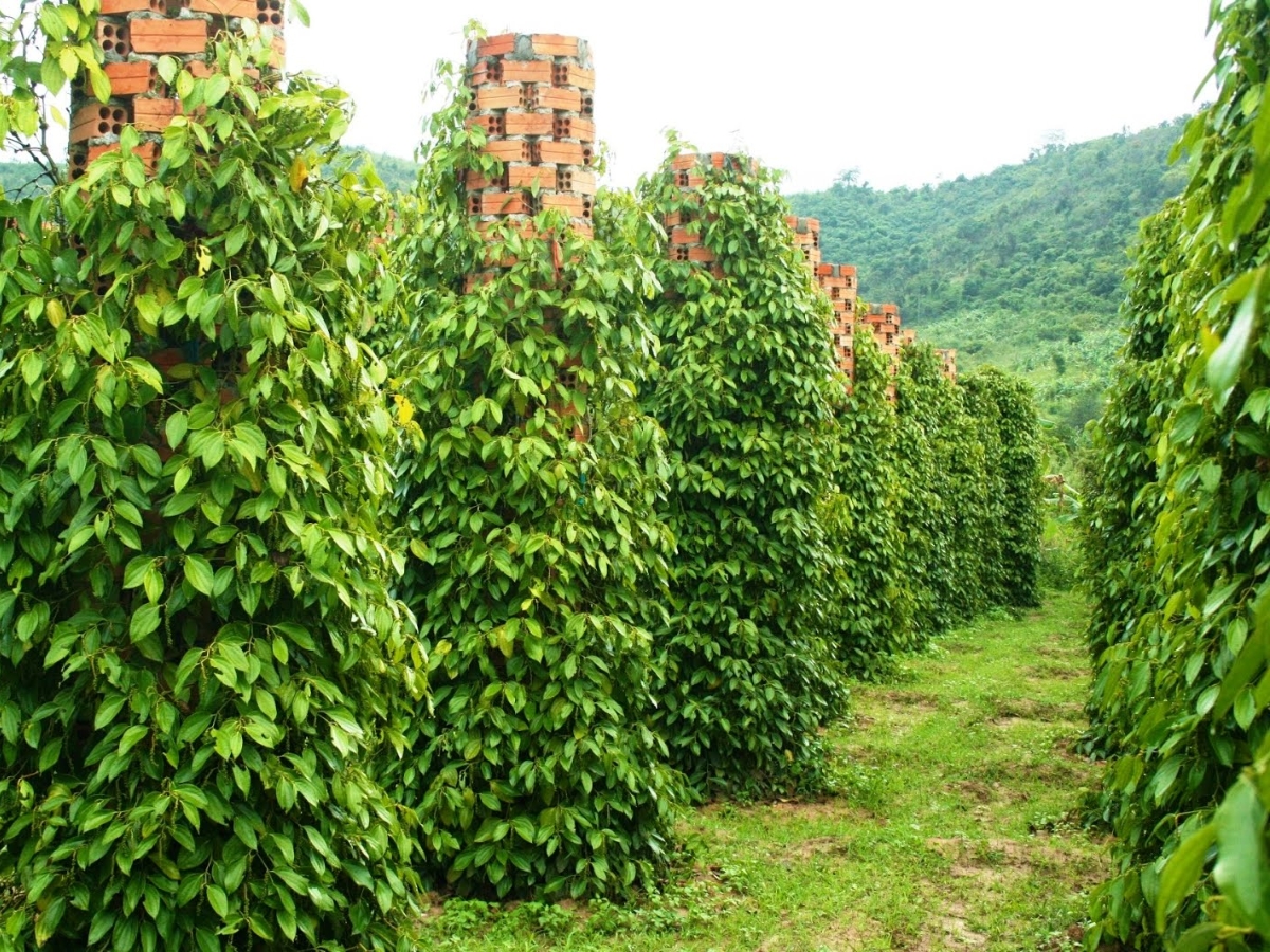 Trải nghiệm tham quan và check-in tại vườn tiêu Phú Quốc xanh rì. 