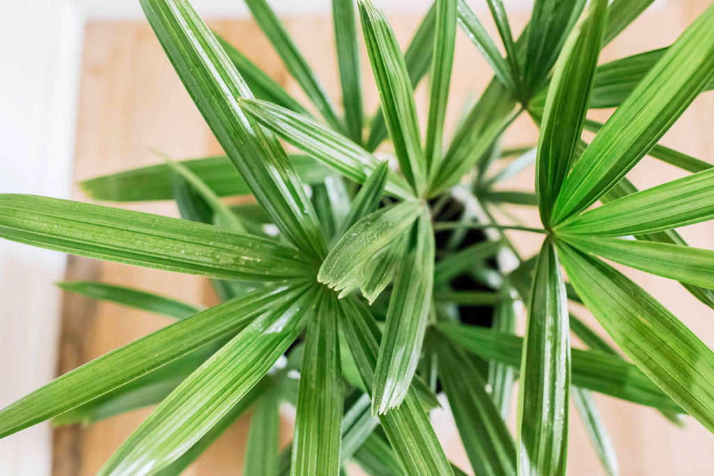 Lá cây mật cật để gói bánh tét. 