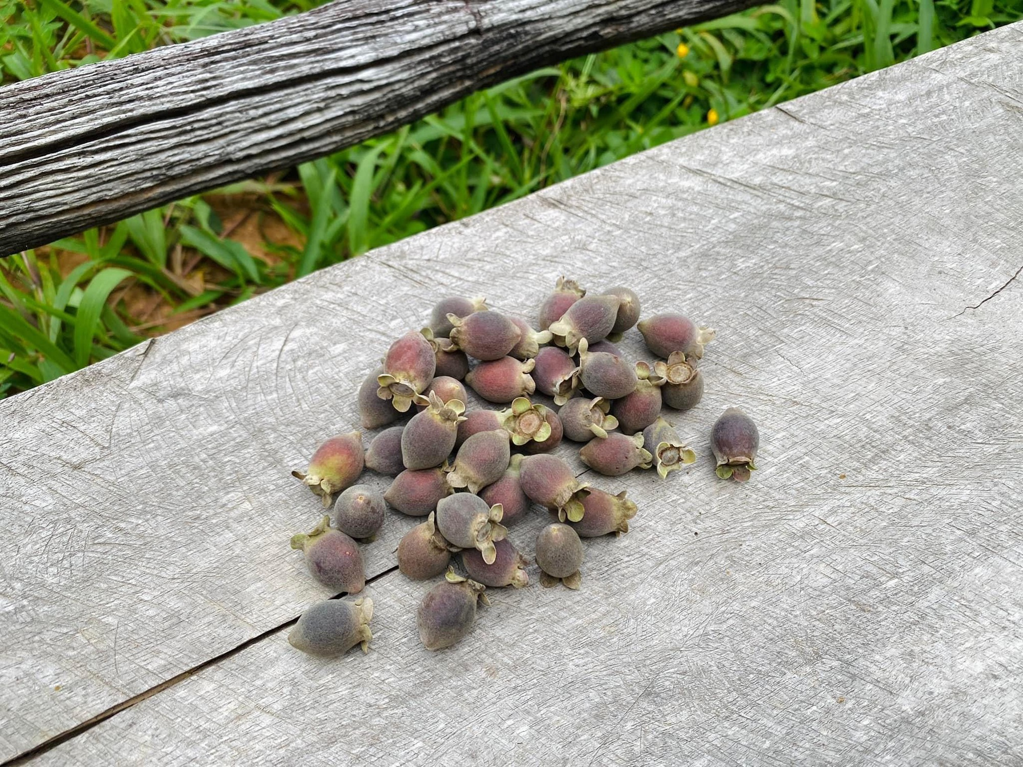 Những trái sim tím mọng là nguyên liệu chính để tạo ra rượu sim Phú Quốc. 