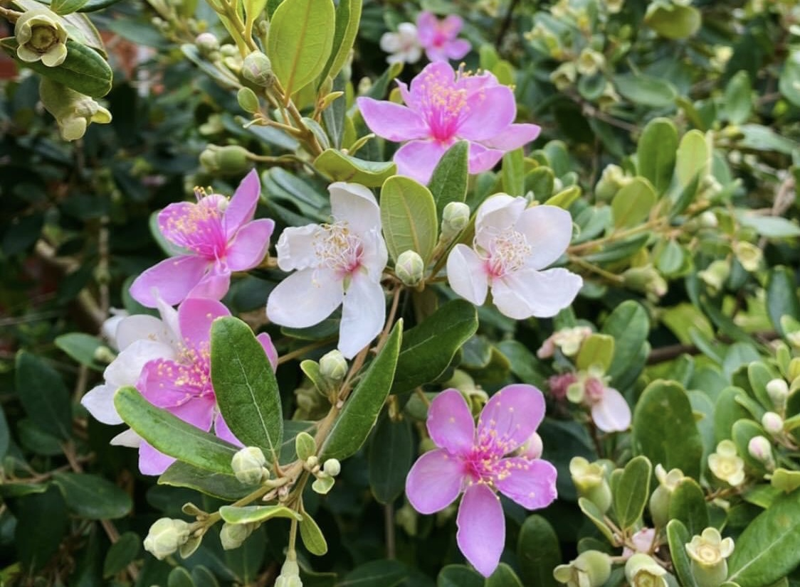 Vườn sim Thành Long với những chùm hoa nở rực rỡ. 