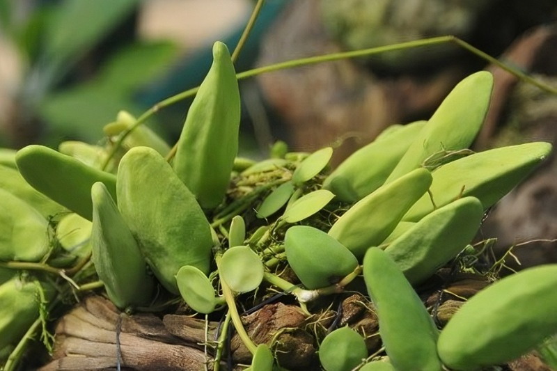 Trái mỏ quạ độc đáo của thiên nhiên đảo Ngọc. 