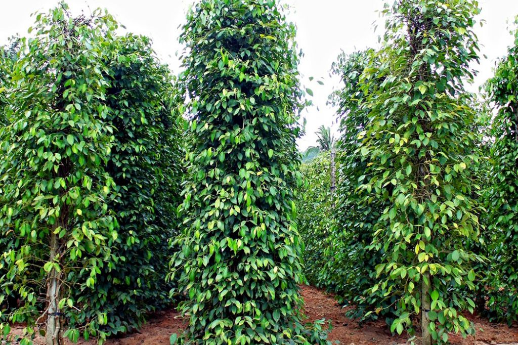 Những cột tiêu xanh mát và tỏa hương thơm nồng trong không gian. 