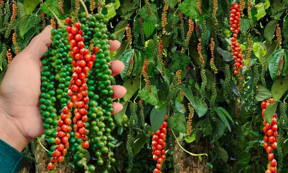 Tiêu đỏ có hương thơm nồng và đậm vị.