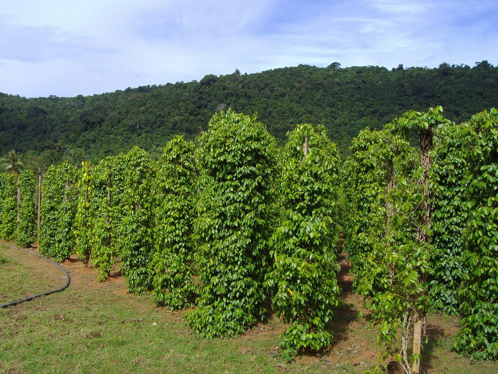 Những hàng tiêu xanh ngát và thoảng mùi thơm nồng. 