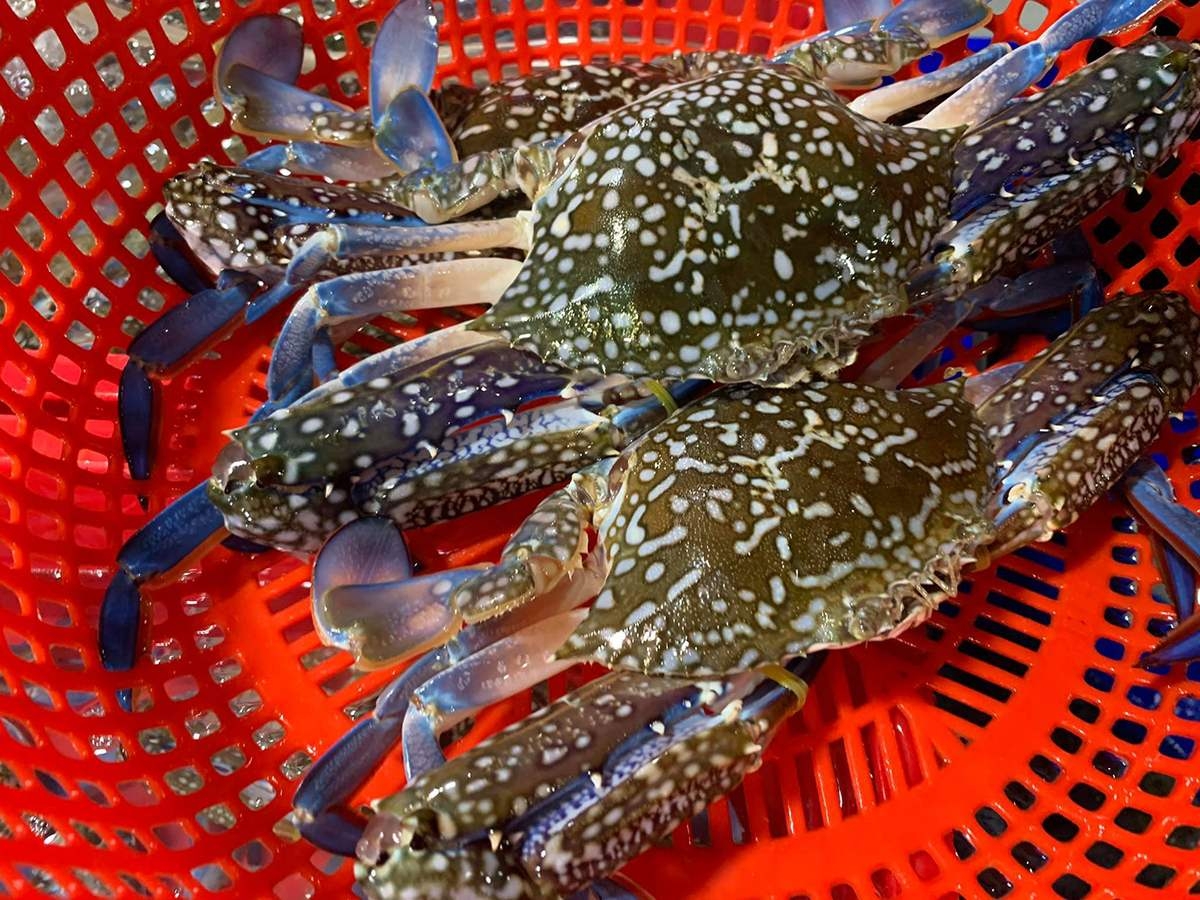 Ghẹ là món hải sản được nhiều người yêu thích khi đến Nam Du. 